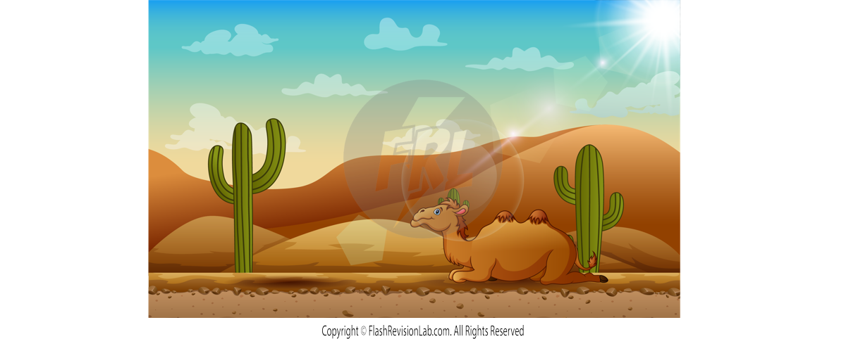 Camel and Cactus